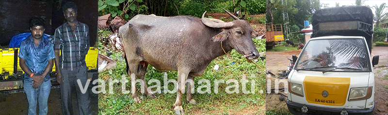 ಅಕ್ರಮ ಜಾನುವಾರು ಸಾಗಾಟ: ಆರೋಪಿಗಳ ಬಂಧನ